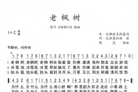 老枫树简谱
