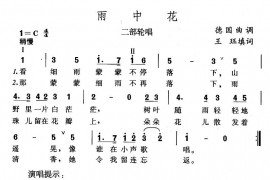 雨中花简谱